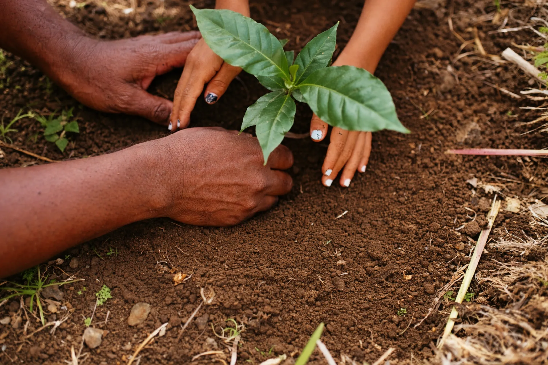 Hands planting a seedling — nurturing growth over time